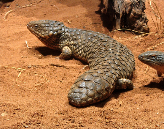 Shingleback skink (Tiliqua rugosa). One of the only reptiles known to mate for life. Voted as reptile least likely to see a Star Wars Movie without their mate. We could learn so much from them. Image source: commons.wikimedia.org