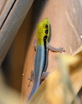 Neon Day Gecko Hatchling