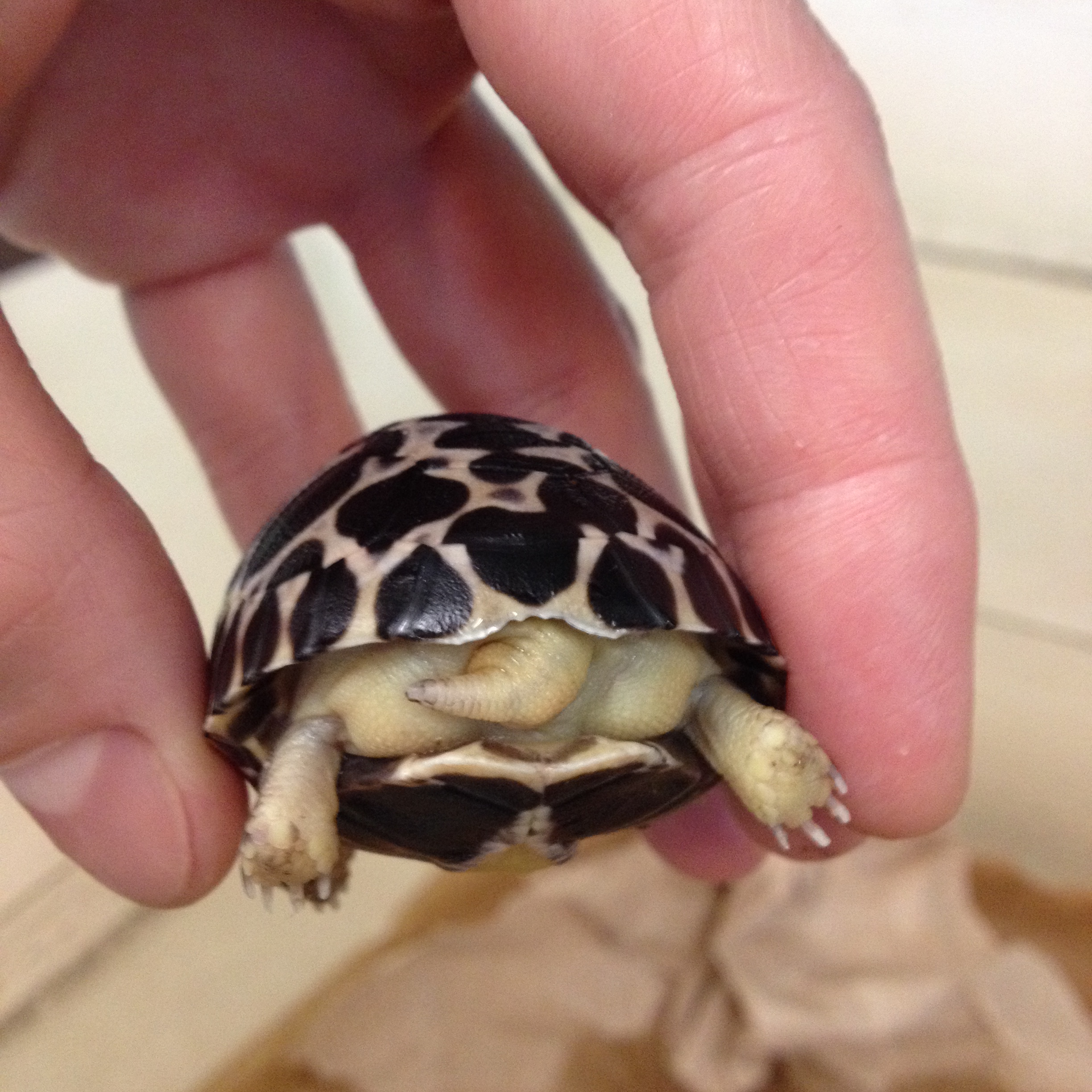 how tortoises hatch