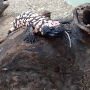My Gila Monster. I love these lizards, and I finally have progressed in my venomous training enough to work with them.