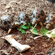 Tiny Radiated Tortoises enjoy a meal. Meatball is the smallest of the group. Not for long, though. That kid can EAT!