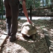 Giant Tortoise juveniles are sometimes willing to walk out of their exhibit to go inside when it's cold. I'm also grateful to my friend who took the time to help me move them.