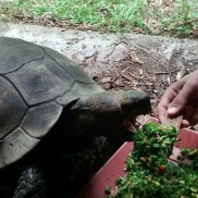 Feeding an elderly and visually-impaired Asian Forest Tortoise by hand.