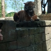 One of the tigers in our new Tiger Forest